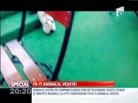 Fa-ti animalul vedeta!