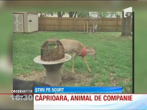 O caprioara a devenit animal de companie pentru o familie de americani din Michigan