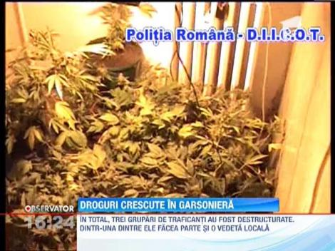 Droguri crescute in garsoniera