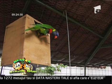 Gradina zoologica din curtea bisericii