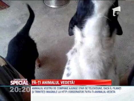 Fa-ti animalul vedeta! Cainele cu ureche muzicala