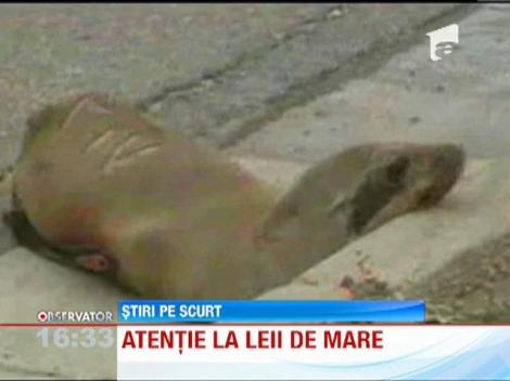 SUA: Un pui de leu de mare si-a facut culcusul pe o autostrada intens circulata