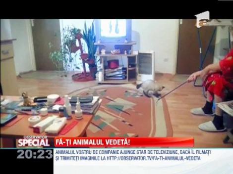 Fa-ti animalul vedeta! Pussy face gimnastica