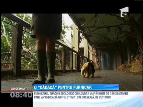Furnicarul de la gradina zoologica din Londra a primit o "dadaca" umana