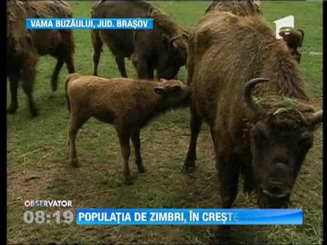 Rezervatia de zimbri din Vama Buzaului are cinci locatari noi