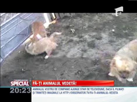 Fa-ti animalul vedeta! Doi catei isi unesc fortele pentru a dispera un pisoi