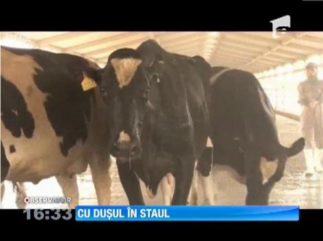 Dubai: Dus in staulul vacutelor pentru a spori cantitatea si calitatea laptelui