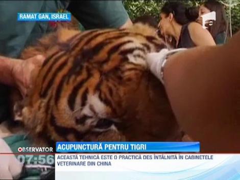 Tratament cu acupunctura pentru tigrii de la o gradina zoologica din Israel