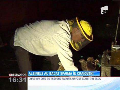 Un roi de albine a fost descoperit intr-un bloc din Craiova