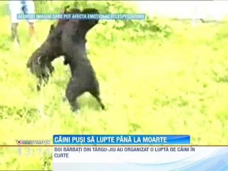 Caini pusi sa lupte pana la moarte