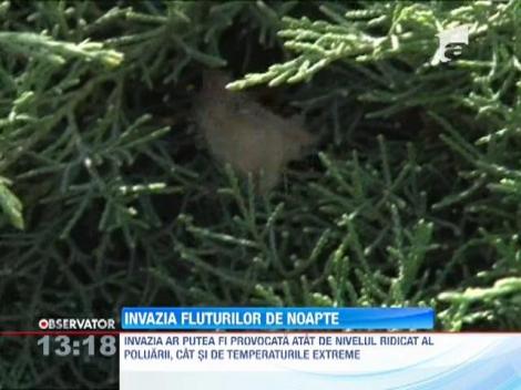 Invazia fluturilor de noapte la Ploiesti