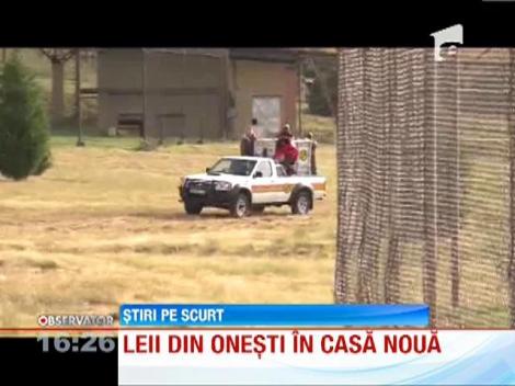 Cei patru lei de la Gradina Zoologica din Onesti, in casa noua