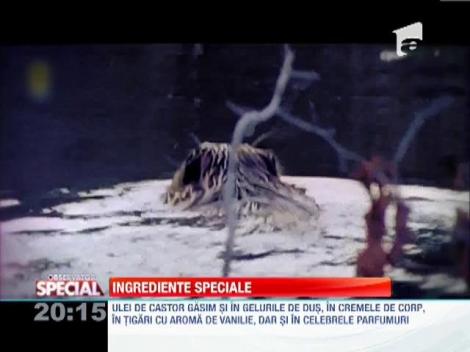Ce contin ingredientele speciale din alimente