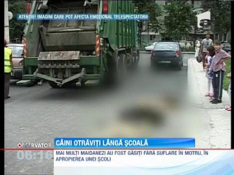 Motru: Caini otraviti langa scoala