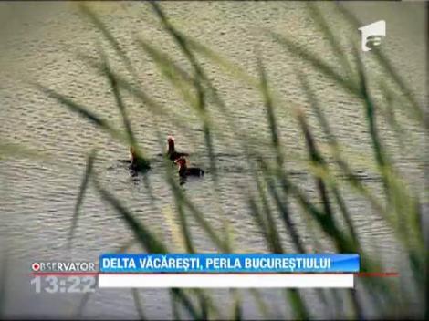 Delta Vacaresti, arie protejata prin lege