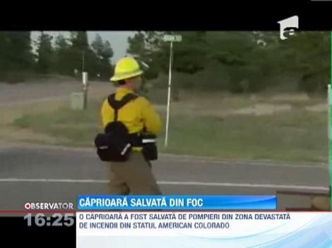 O caprioara a fost salvata de pompieri in zona devastata de incendii din Colorado