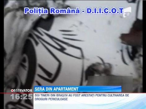 Doi frati din Brasov au fost arestati pentru cultivare de droguri periculoase