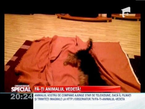 Fa-ti animalul vedeta! Cum se sterge un caine dupa baie