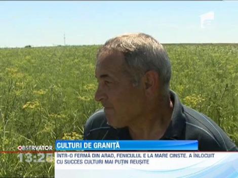 Cativa cultivatori au renuntat la culturile traditionale pentru plante specifice altor zone