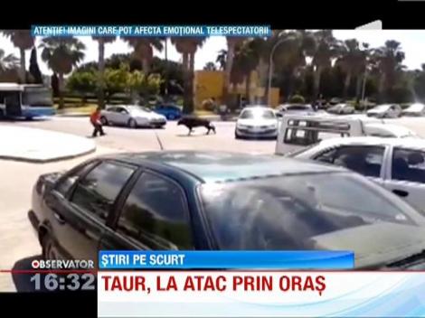 Un taur a hoinarit pe strazile unui oras spaniol