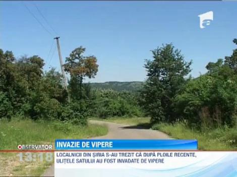 Invazie de vipere in localitatea Siria , la 25 de kilometri de Arad