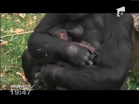 O gorila a nascut pui gemeni in captivitate