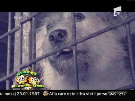 Despre situatia cainilor maidanezi din Bucuresti