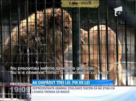 Trei lei au disparut de la Gradina Zoologica din Craiova