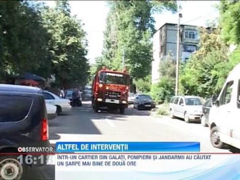 Un sarpe si o pisica au pus pe jar jandarmii si pompierii din Galati