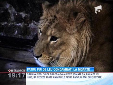 Ancheta de la Gradina Zoologica din Craiova