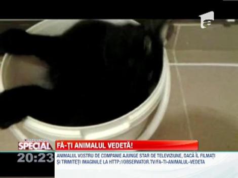 Fa-ti animalul vedeta! O pisica adora sa stea intr-o galeata de plastic