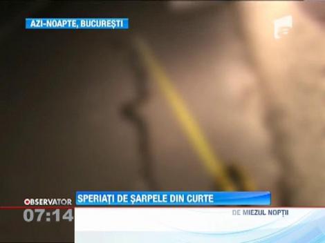 Un sarpe a creat panica in casa unei familii din cartierul bucurestean Rahova