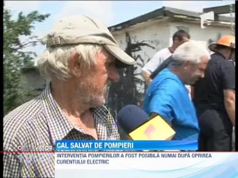 Operatiune spectaculoasa de salvare a unui cal cazut intr-un camin subteran