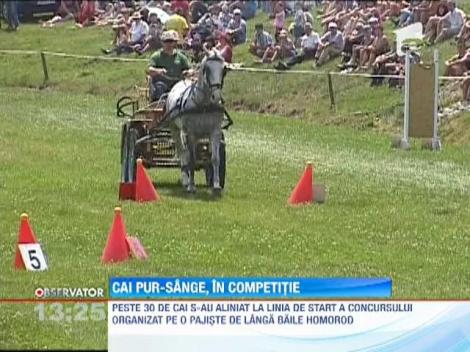 Cei mai experimentati vizitii s-au intrecut in acest weekend pe o pajiste de langa Baile Homorod, in Harghita