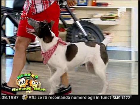 Cum sa dresezi un caine comunitar