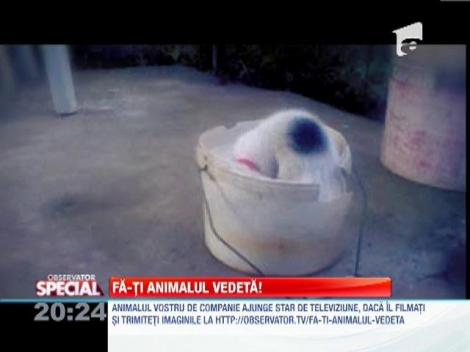 Fa-ti animalul vedeta! Pisica indragostita de o galeata