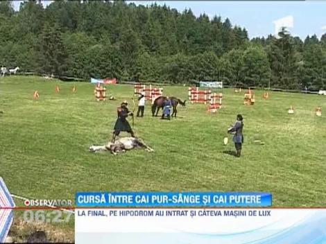 Cursa intre cai pur-sange si cai putere