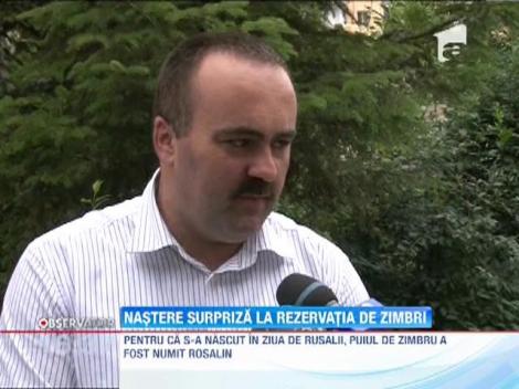 Rezervatia de zimbri Hateg are un nou membru