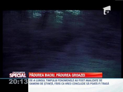 Padurea Baciului, o eterna enigma