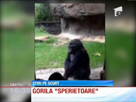 Reactia unei gorile atunci cand i se spune ca este urata