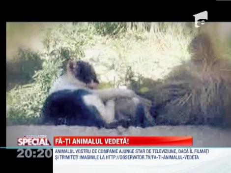 Fa-ti animalul vedeta!