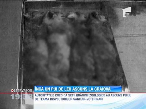 Scandal la Zoo Craiova: Pui de leu de patru luni, tinut ascuns si descoperit de autoritati