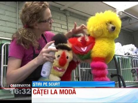 Concurs inedit de caini