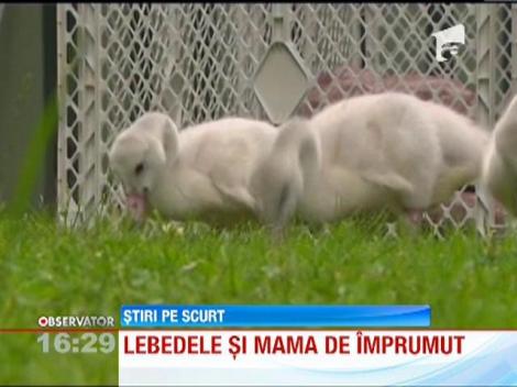 Cinci pui de lebada au o mama de plastic