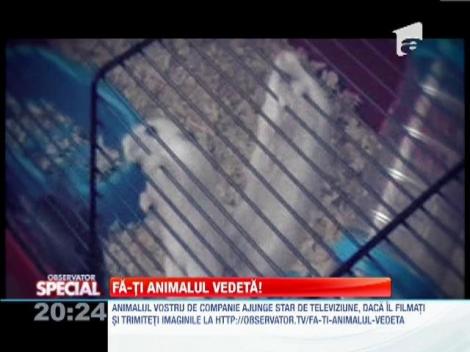 Fa-ti animalul vedeta! Un hamster face “tractiuni la cusca”