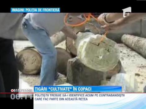 Peste o suta de mii de pachete de tigari au fost descoperite in cateva trunchiuri de copac