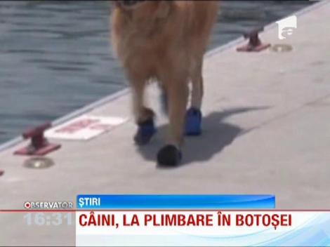 Cainii americanilor, la plimbare in botosei! Asa ii protejeaza stapanii lor de asfaltul incins