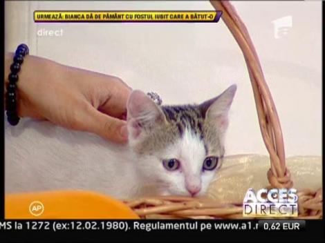 Uite ce adorabile sunt pisicutele Simonei Gherghe!