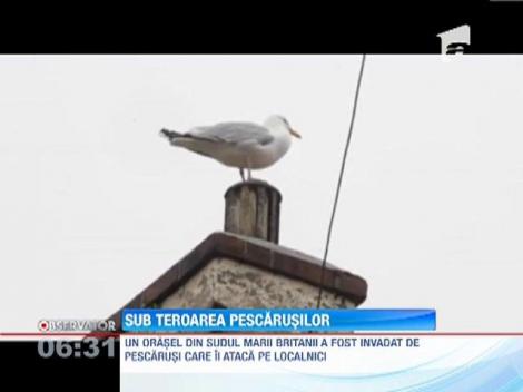 Oras din Marea Britanie este terorizat de pescarusi