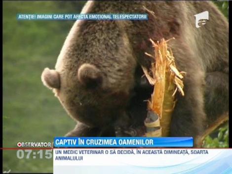 Scena dramatica in Buzau! Un urs sta captiv de doua zile in varful unui pom